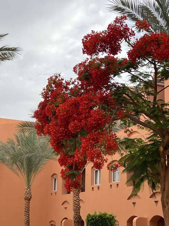 Gartenanlage Jaz Makadi Oasis Resort