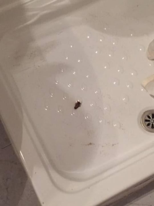 Täglicher Besuch in Zimmer 8 Hotel Q Royal