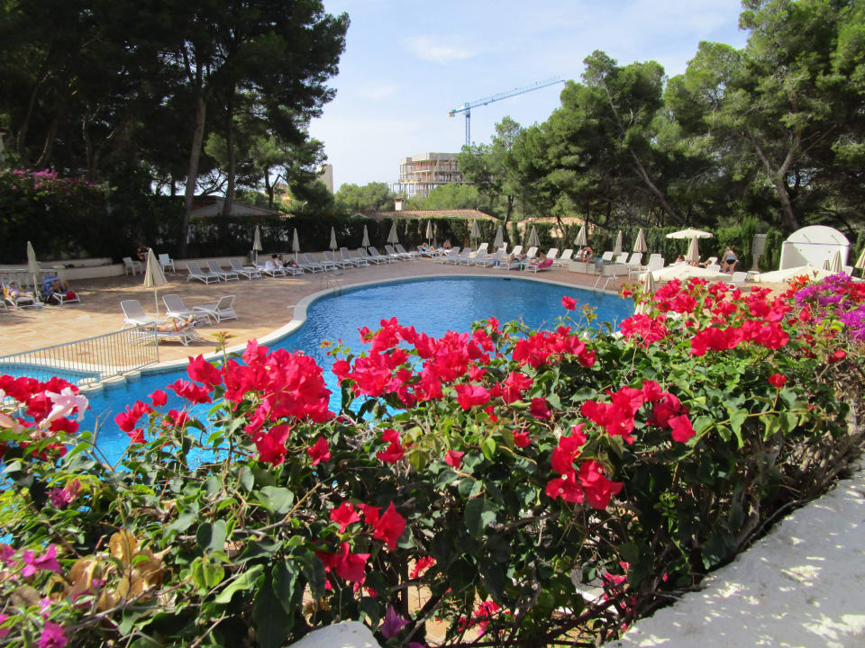 Pool Grupotel Orient