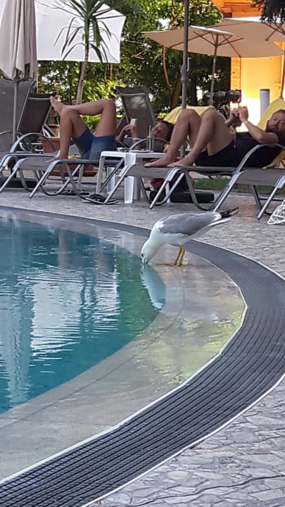 Gast am Pool HVD Viva Club Hotel