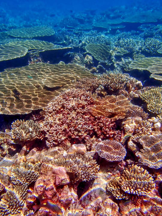 Korallengärten Diamonds Thudufushi