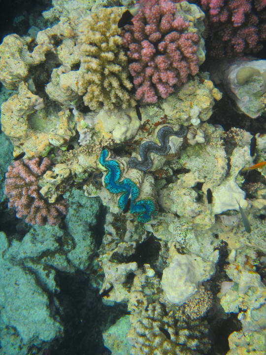 Sport & Freizeit Hotel Gorgonia Beach Resort