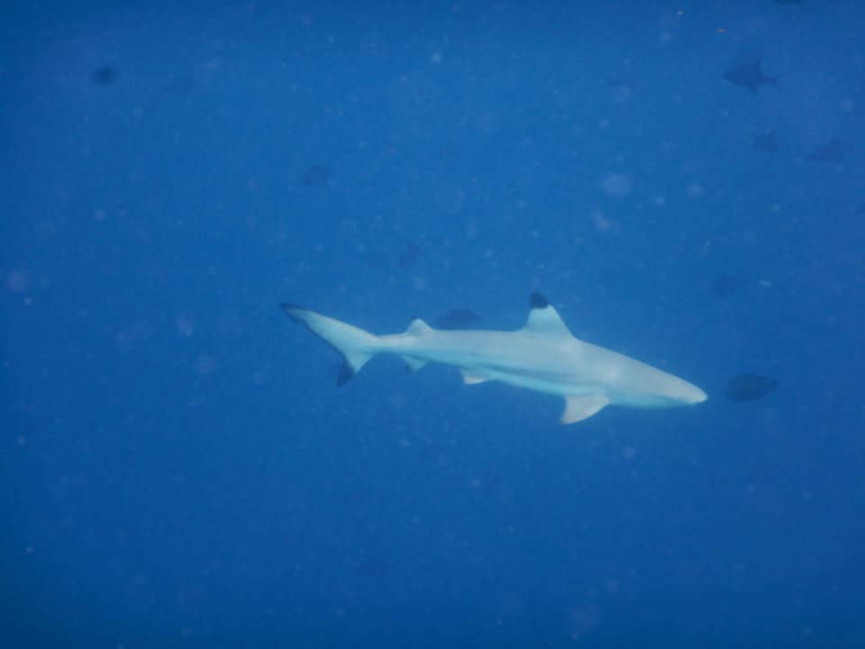 Strand Vilamendhoo Island Resort & Spa