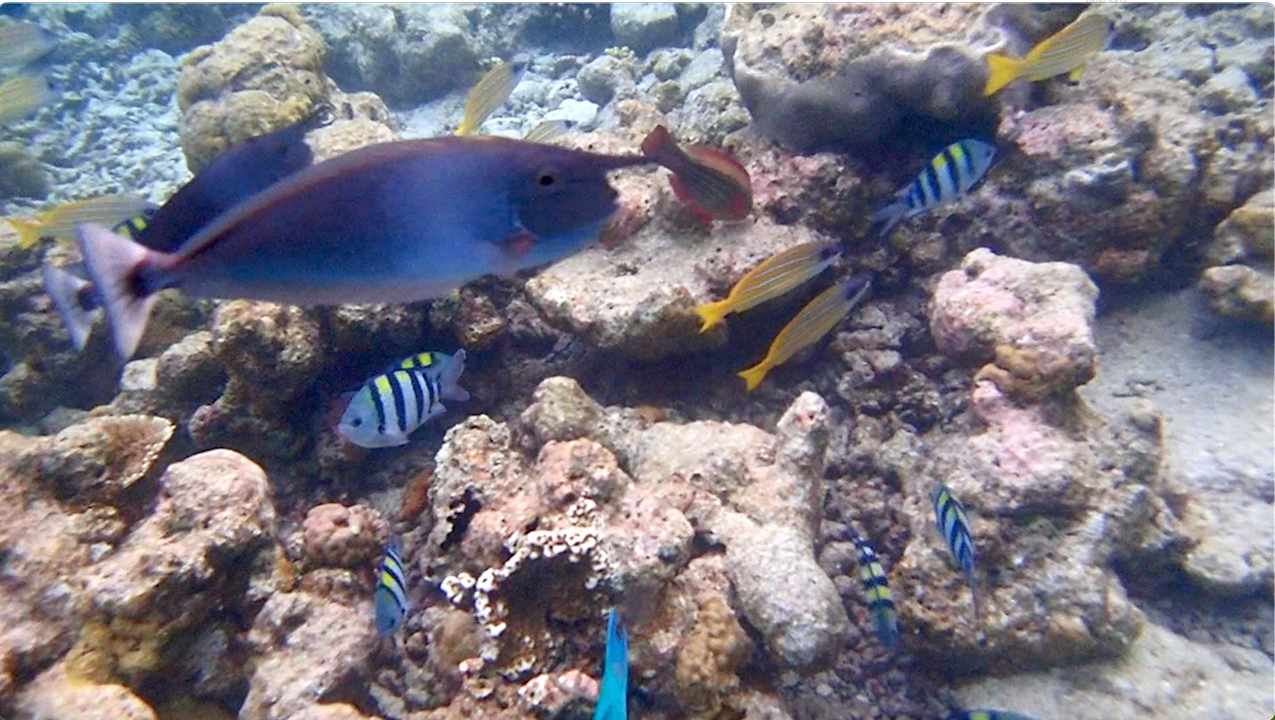 Sonstiges Vilamendhoo Island Resort & Spa