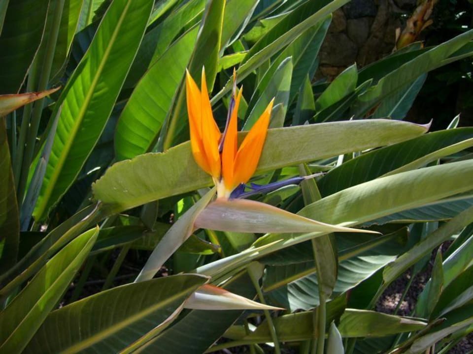 Gartenanlage Hotel Cordial Mogán Playa