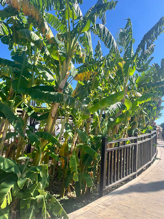 Gartenanlage Adalya Elite Lara