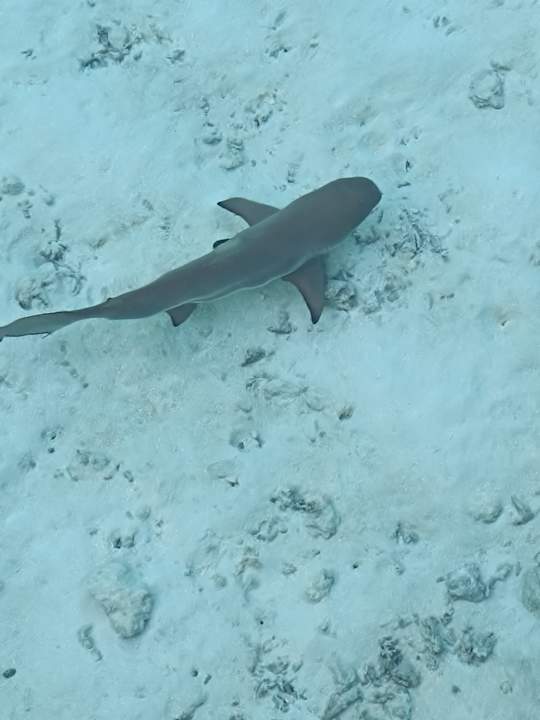 Sport & Freizeit Vilamendhoo Island Resort & Spa