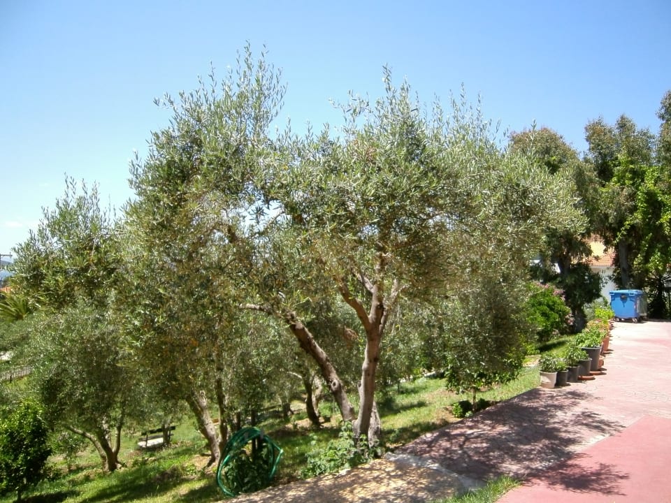 Gartenanlage Aristoteles Holiday Resort & Spa