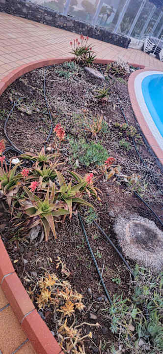 Gartenanlage Pestana Grand Ocean Resort