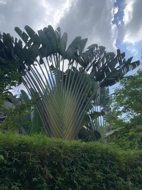 Gartenanlage Moracea by Khao Lak Resort