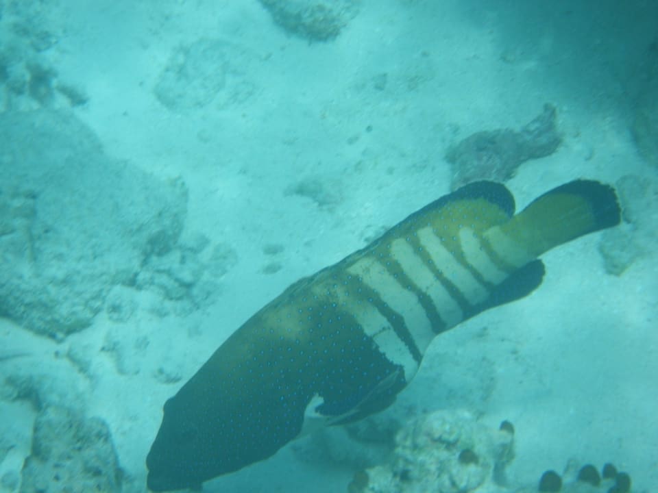 Fisch Diamonds Thudufushi