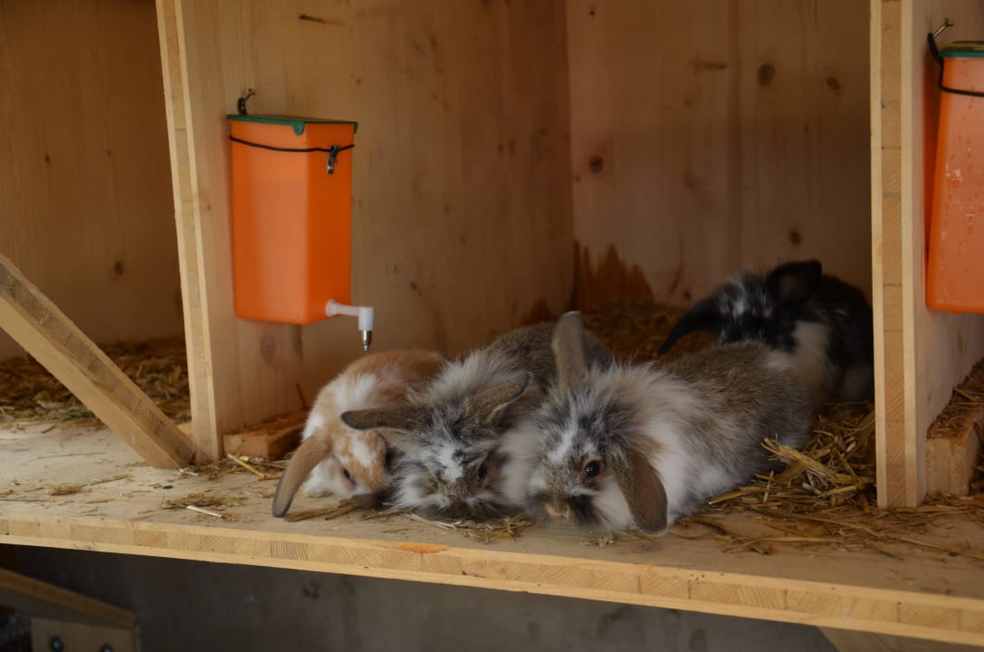 Bewohner der Nager-Wg Ferienwohnungen Salenberghof