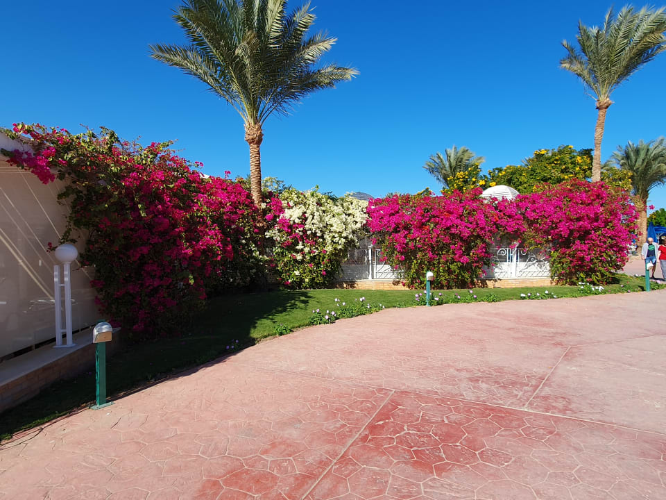 Gartenanlage Desert Rose