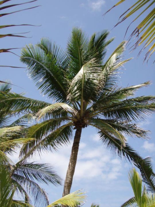 Palme Hotel Riu Bambu