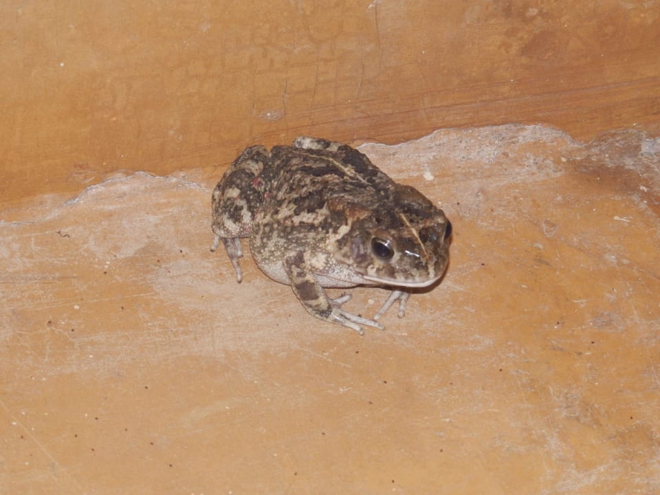 Kröte Neptune Palm Beach Boutique Resort & Spa