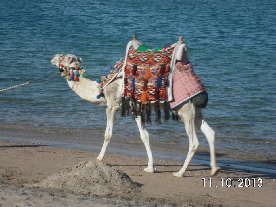 Strandkamel Jaz Makadi Oasis Resort