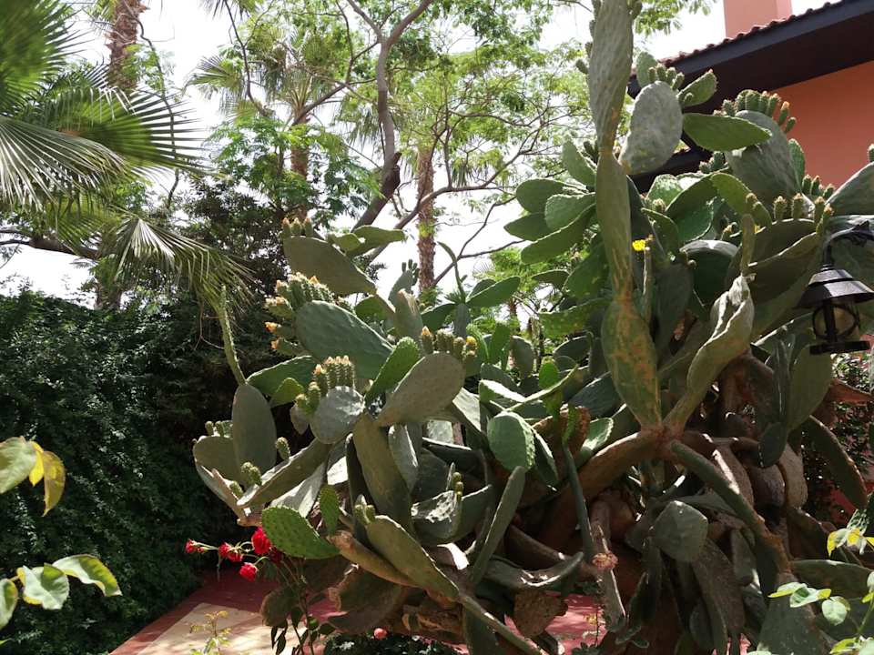 Gartenanlage Club Dizalya