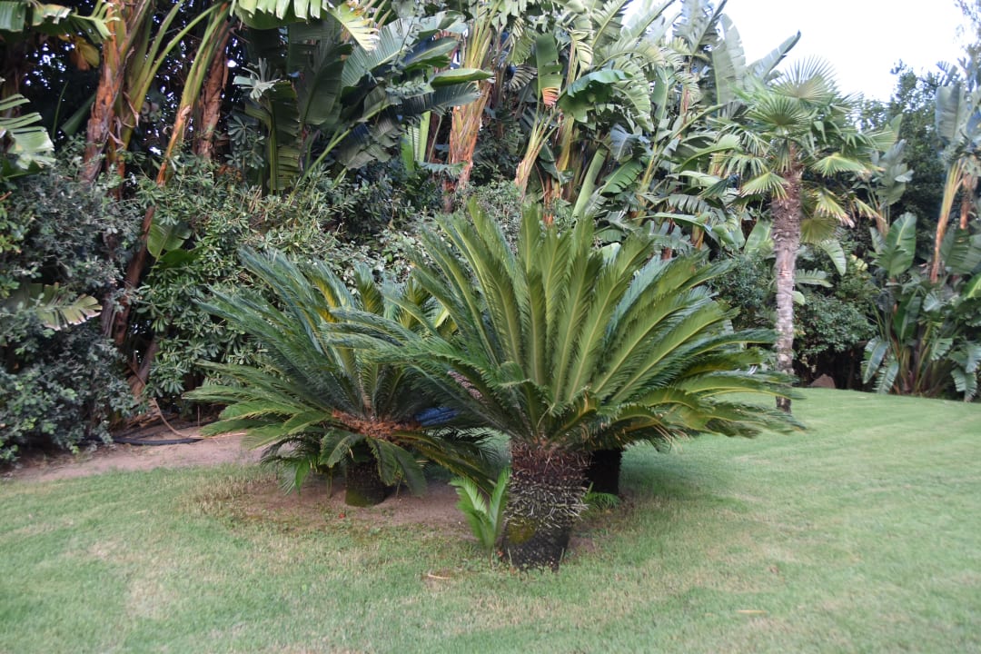 Gartenanlage Forte Village  - Bouganville