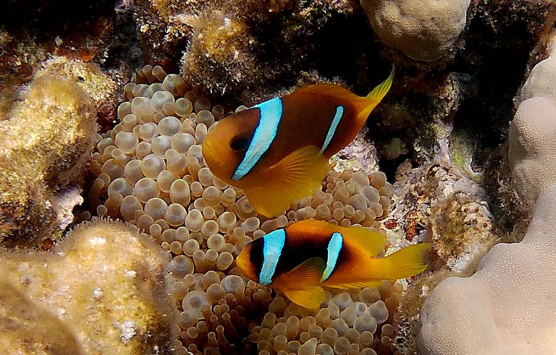 Strand Hotel Sheraton Soma Bay Resort