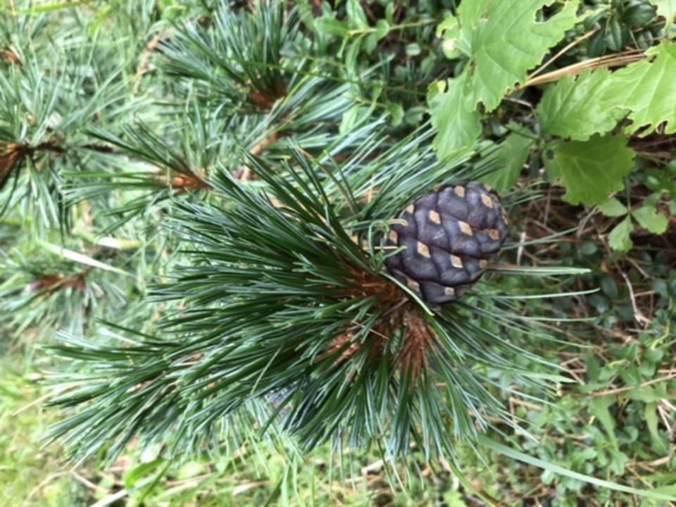 Außenansicht Bella Vista Hotel Emma