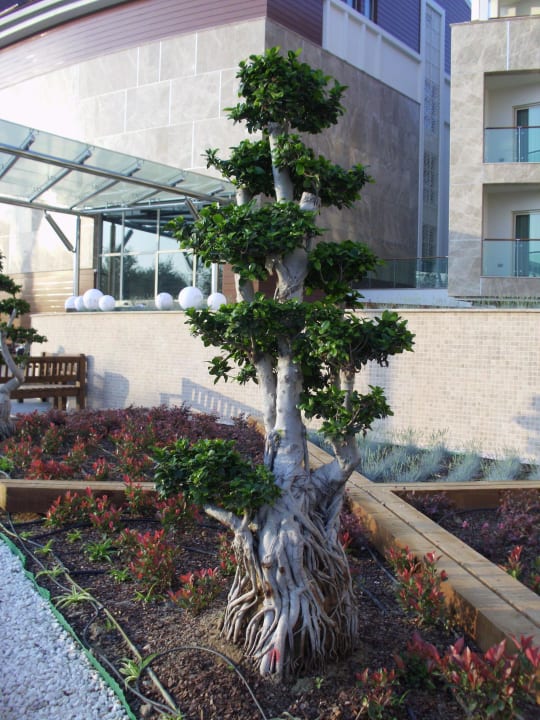 Bonsai im Eingangsbereich Sentido Trendy Verbena Beach