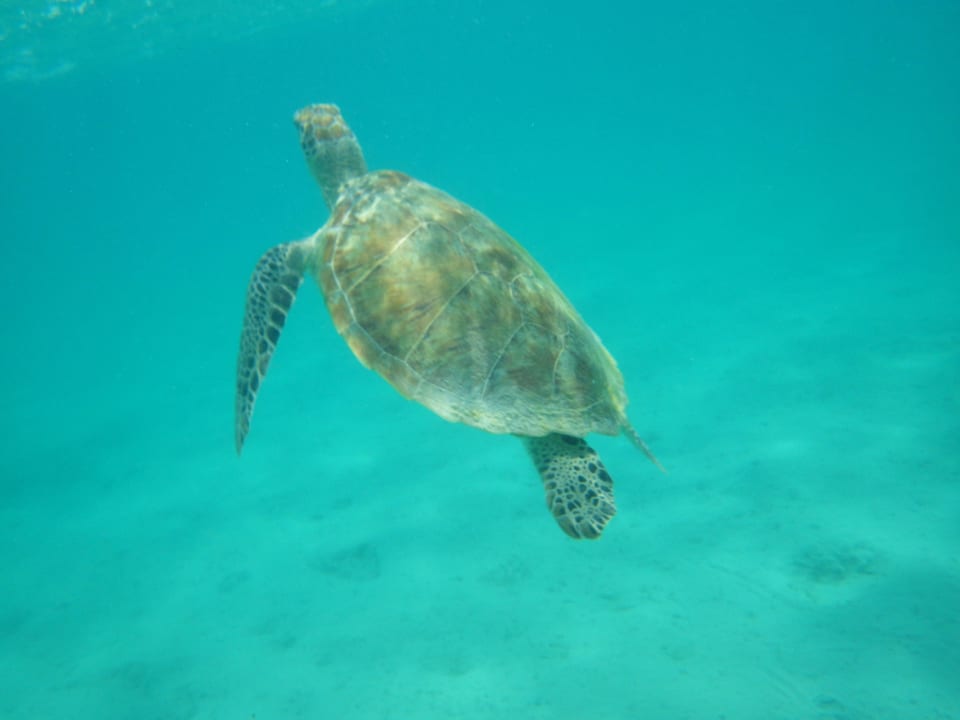 Schildkröte Hotel Gorgonia Beach Resort