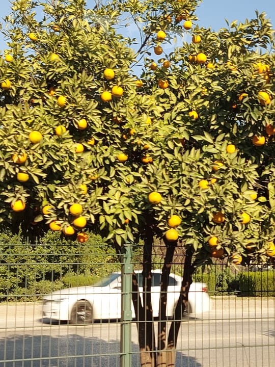 Sonstiges TUI BLUE Xanthe