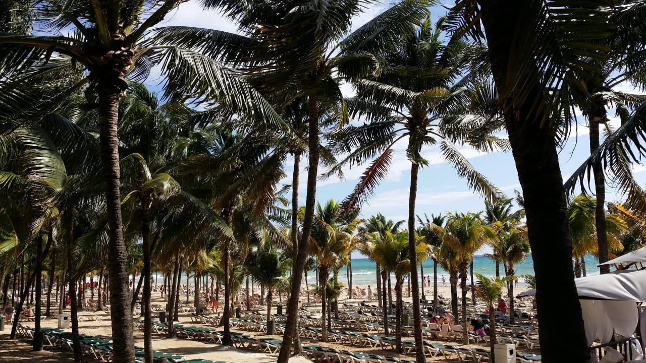 Schatten Bereich zwischen den Palmen  Hotel Riu Tequila