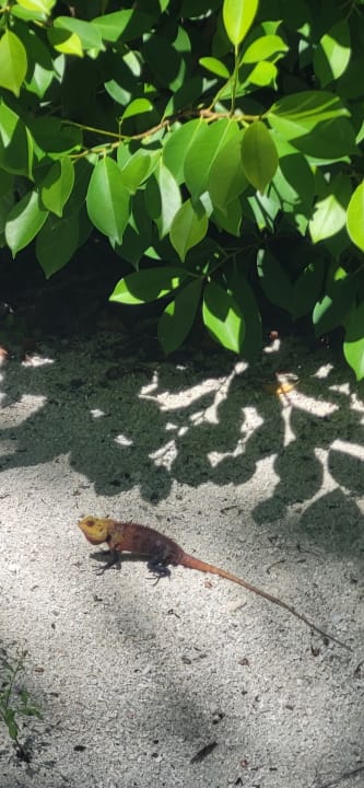 Gartenanlage Centara Ras Fushi Resort & Spa Maldives