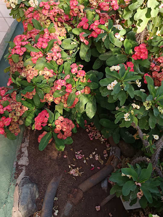 Gartenanlage allsun Hotel Esplendido