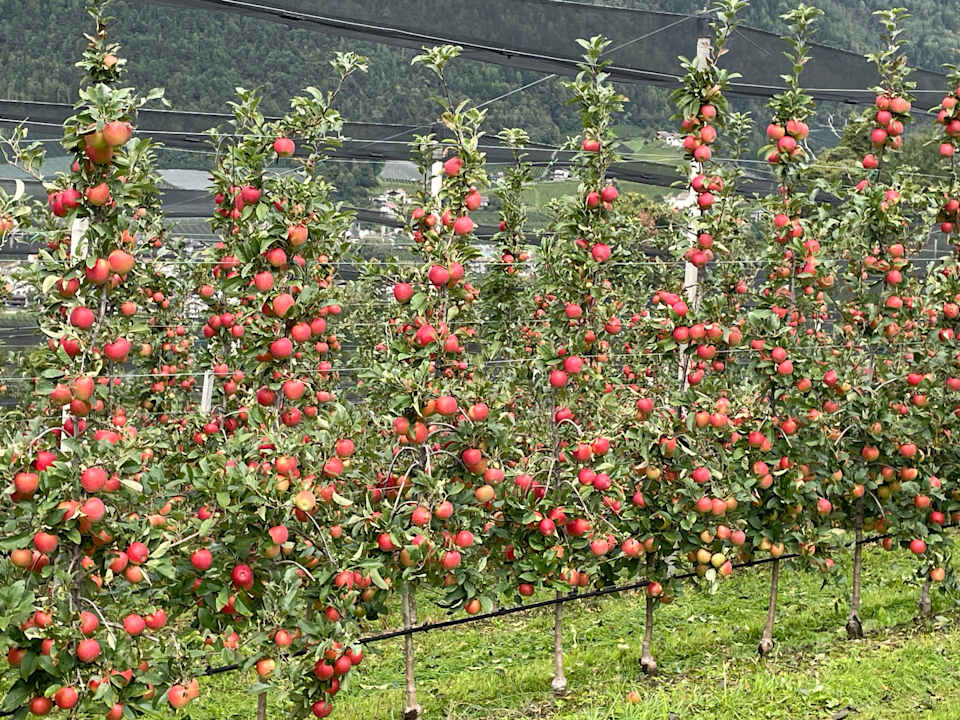 Sonstiges Baumgartner's Blumenhotel