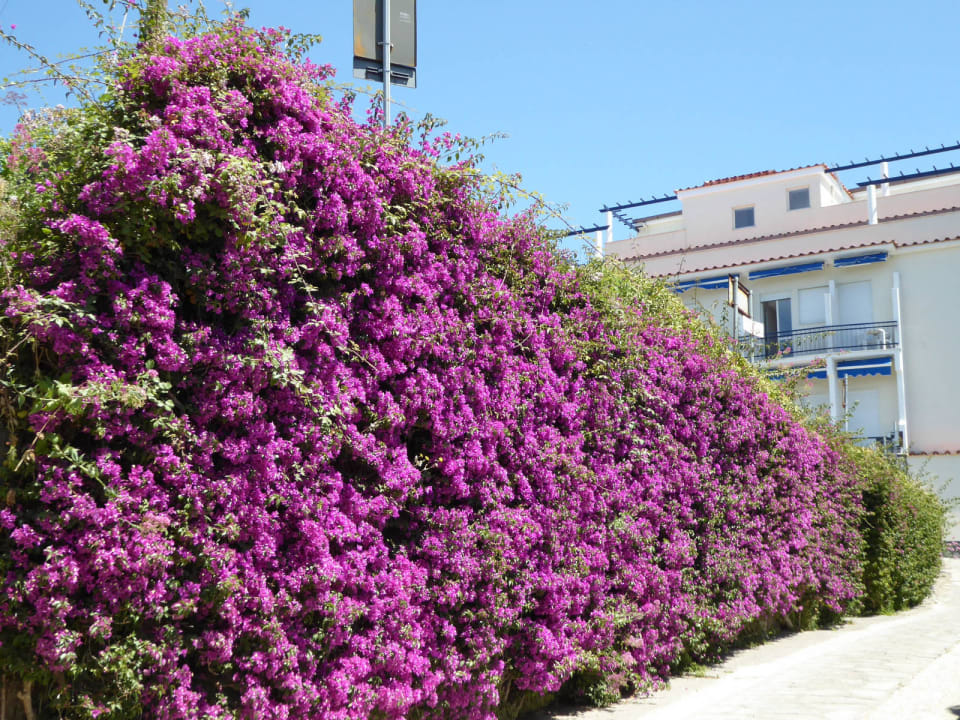 Blumenpracht Hotel Piccolo Paradiso