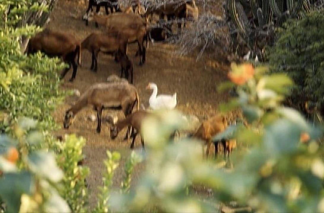 Tiere in der Nachbarschaft Talk of the Town Hotel & Beach Club