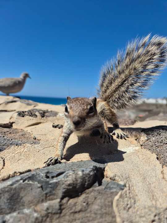 Außenansicht ROBINSON ESQUINZO PLAYA