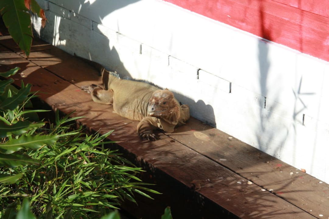 Der Hausleguan Hotel Viva Dominicus Palace by Wyndham-All Inclusive Resort