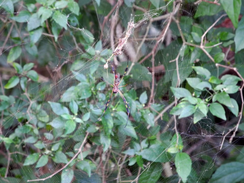 Eine noch junge Golden Orbweaver Grand Palladium Select White Sand Resort & Spa