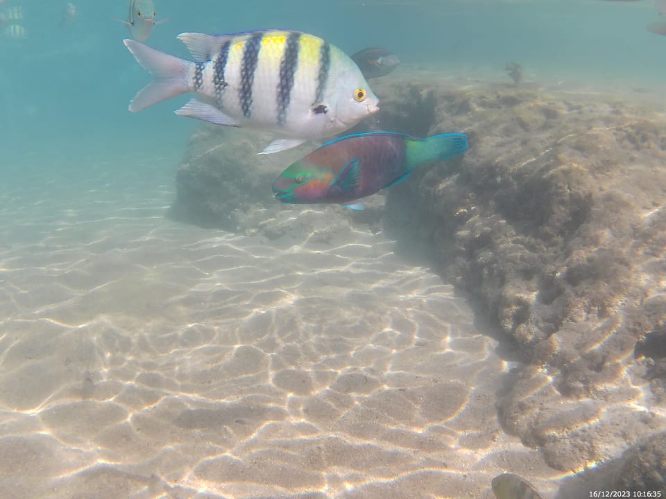 Sport & Freizeit Pickalbatros Citadel Resort