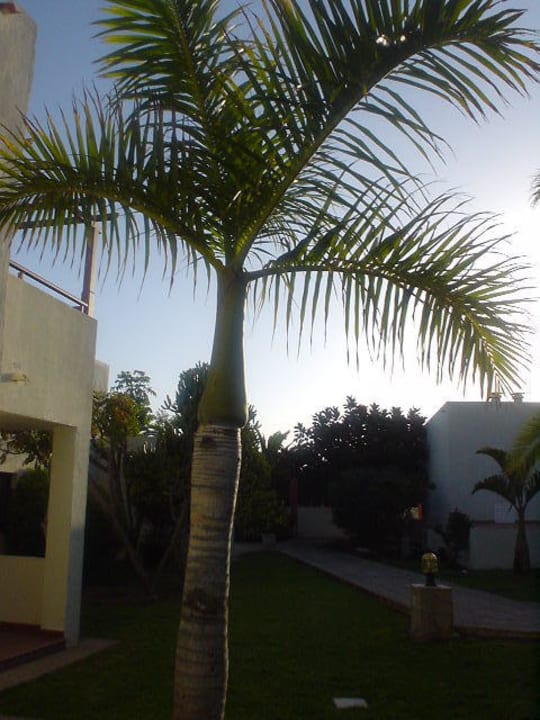 Vor unserer Terrasse Alua Suites Fuerteventura