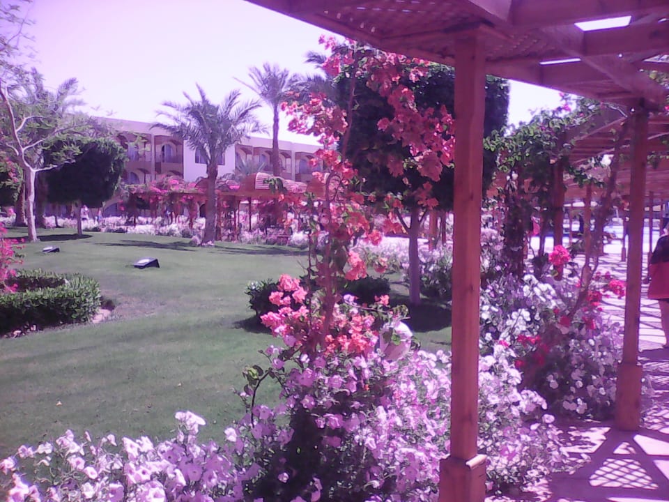 Gartenanlage Desert Rose