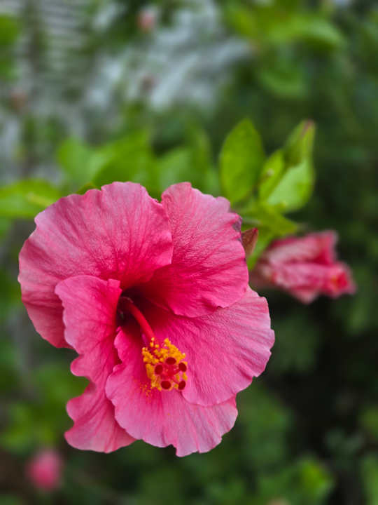 Gartenanlage THB Sa Coma Platja