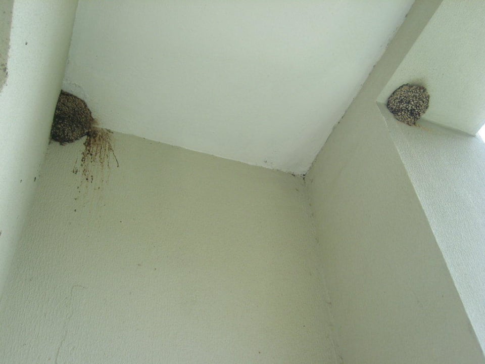 Ласточки на нашем балконе Sealife Buket Resort & Beach