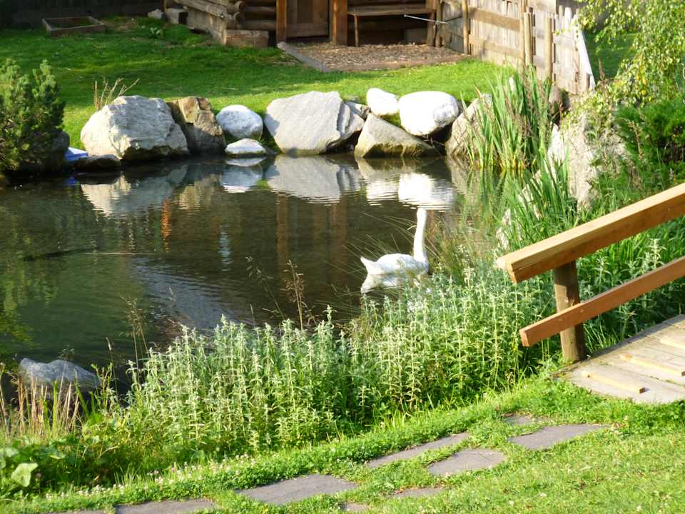 Teich mit Schänen und Riesenforellen Alphotel Tyrol