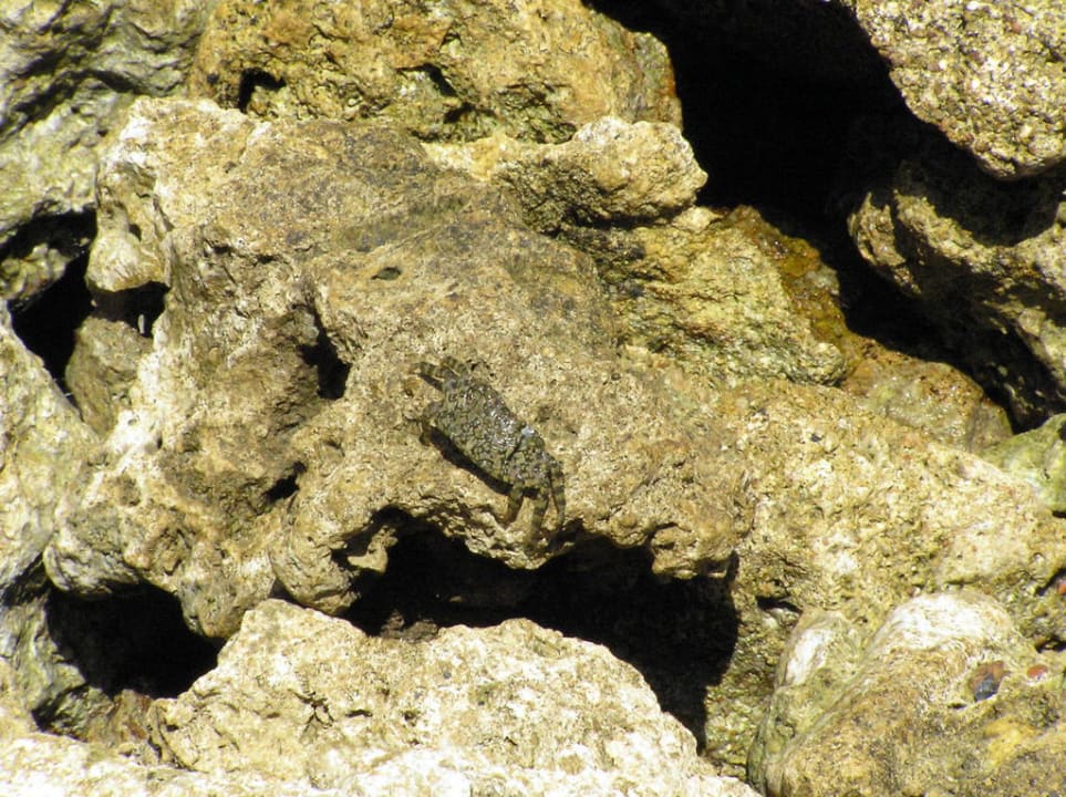 Крабы Pickalbatros Citadel Resort