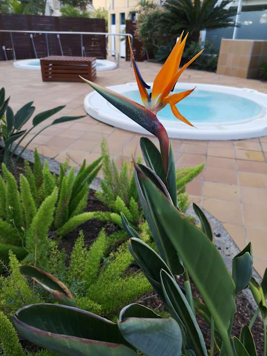 Pool allsun Hotel Lucana