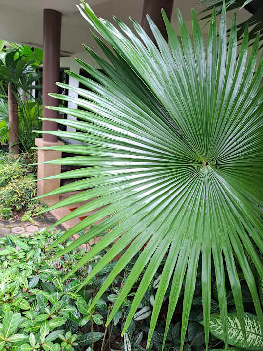 Gartenanlage Laluna Hotel & Resort