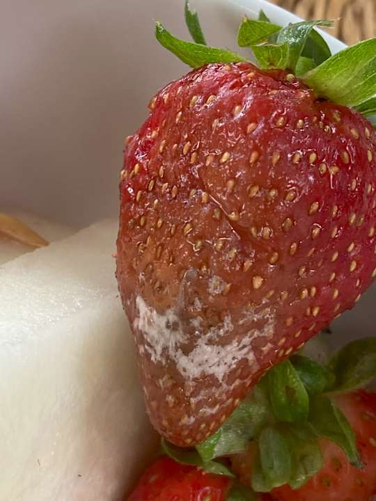 Gastro Es Blau des Nord