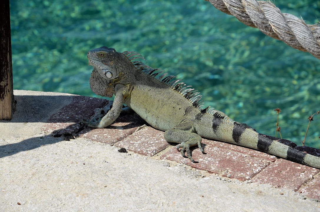 Mitbewohner Dreams Curacao Resort, Spa & Casino