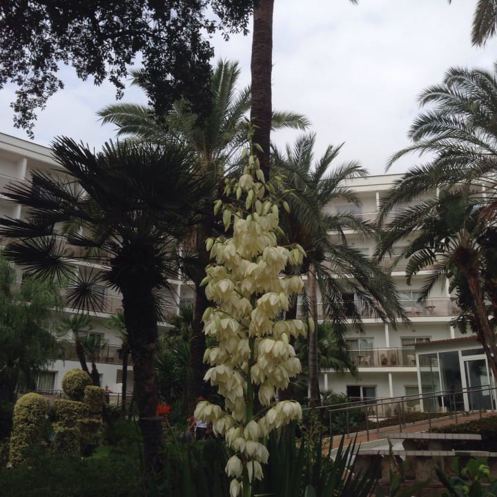 Gartenanlage Hotel Best Siroco