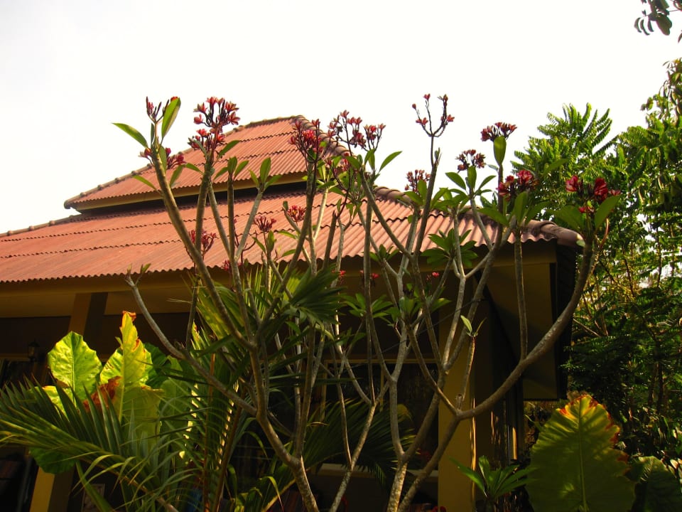 Bungalow Hotel Lanta Castaway Resort