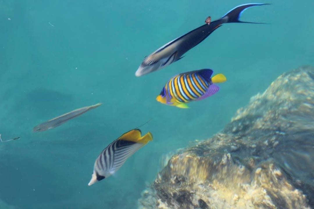 Fisch direkt in der Badebucht Pickalbatros Citadel Resort